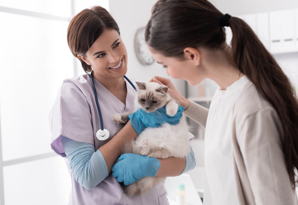 Smiling,Professional,Veterinarian,Holding,A,Beautiful,Cat,After,Examination,,The